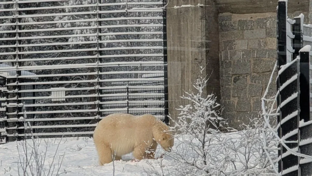 Anfra was involved in renovating the polar bear enclosure at Ranua Wildlife Park. The new enclosure now has residents.